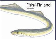 Fish from Finland